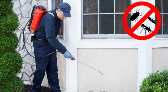 Çay Karınca İlaçlama böcek ilaçlama ve haşere kontrolü — ilaclama-tr.com